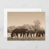 Paarden grazen- Sepia getinte foto Briefkaart (Voorkant / Achterkant)