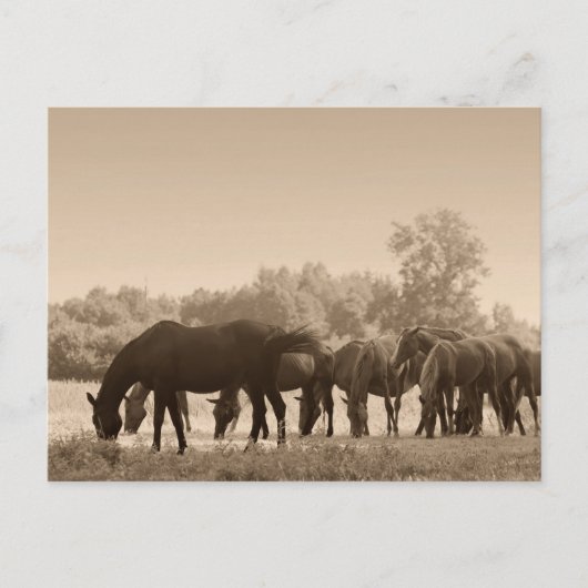 Paarden grazen- Sepia getinte foto Briefkaart (Voorkant)