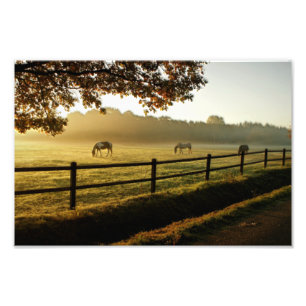 Paarden Grazing in zonnestralen Foto Afdruk