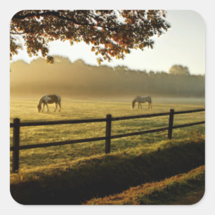 Paarden Grazing in zonnestralen Vierkante Sticker