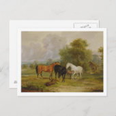 Paarden Grazing: Mares and Foals in a Field (olie Briefkaart (Voorkant / Achterkant)