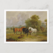Paarden Grazing: Mares and Foals in a Field (olie Briefkaart (Voorkant)