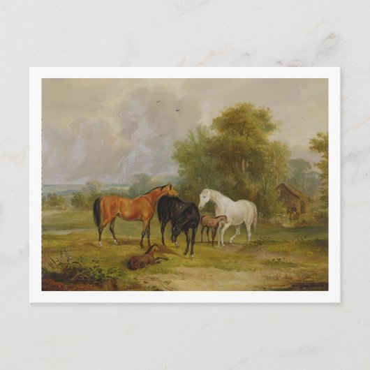 Paarden Grazing: Mares and Foals in a Field (olie Briefkaart (Voorkant)