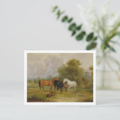 Paarden Grazing: Mares and Foals in a Field (olie Briefkaart (Staand voorkant)