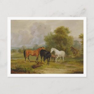 Paarden Grazing: Mares and Foals in a Field (olie  Briefkaart