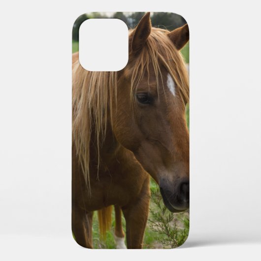 Paarden Hallo iPhone Case (Achterkant)