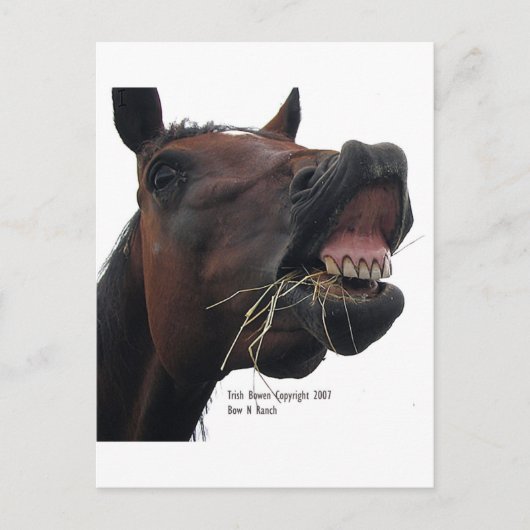 Paarden: Hoi! Briefkaart (Voorkant)