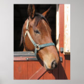 Paarden in Barn Poster (Voorkant)
