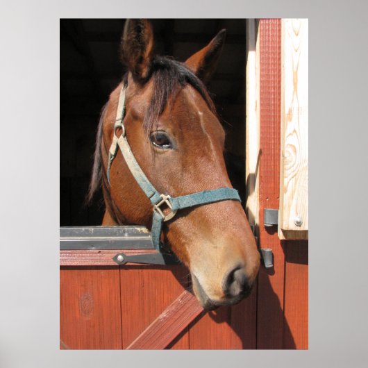 Paarden in Barn Poster (Voorkant)