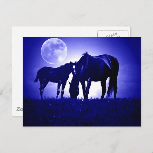 Paarden in Blue Night Briefkaart (Voorkant / Achterkant)