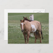 Paarden in Briefkaart ter plaatse (Voorkant / Achterkant)
