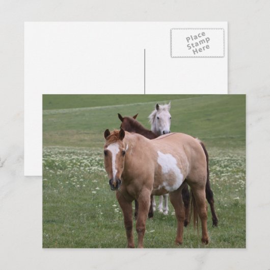 Paarden in Briefkaart ter plaatse (Voorkant / Achterkant)