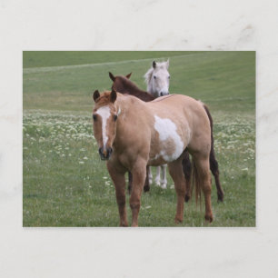 Paarden in Briefkaart ter plaatse