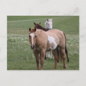 Paarden in Briefkaart ter plaatse (Voorkant)