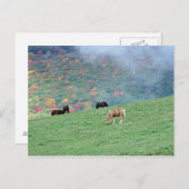 Paarden in de bergen briefkaart (Voorkant / Achterkant)