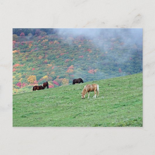 Paarden in de bergen briefkaart (Voorkant)