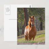 Paarden in de Bossen Briefkaart (Voorkant / Achterkant)