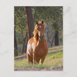 Paarden in de Bossen Briefkaart