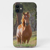 Paarden in de Bossen