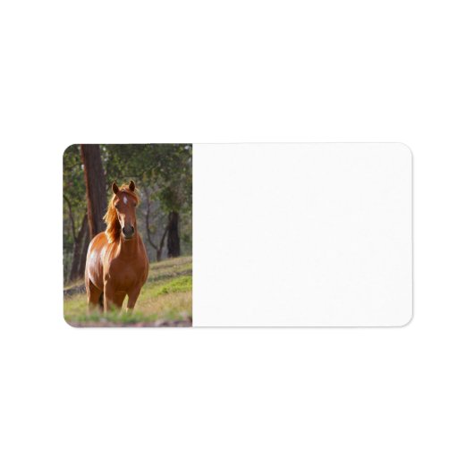 Paarden in de Bossen Etiket (Voorkant)