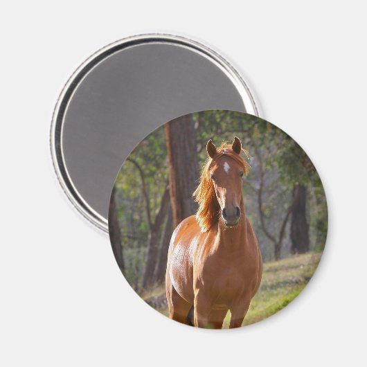 Paarden in de Bossen Magneet (Voorkant / Achterkant)