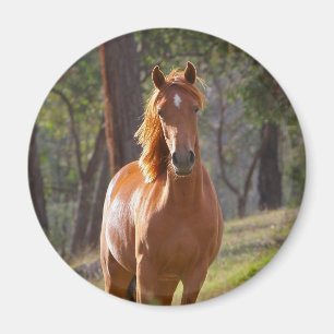 Paarden in de Bossen Magneet