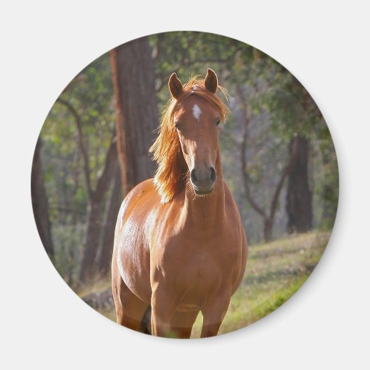 Paarden in de Bossen Magneet (Voorkant)