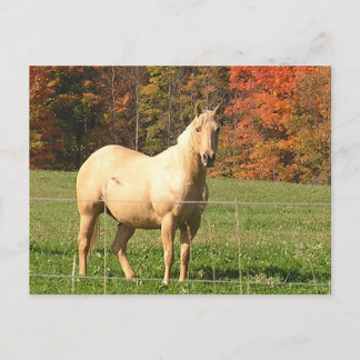 Paarden in de Herfst Briefkaart