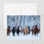 Paarden in de kou briefkaart (Voorkant / Achterkant)