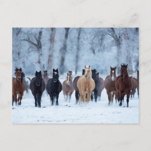 Paarden in de kou briefkaart