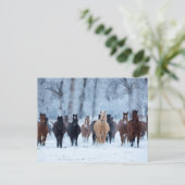 Paarden in de kou briefkaart (Staand voorkant)