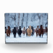 Paarden in de kou fotoblokken (Voorkant)