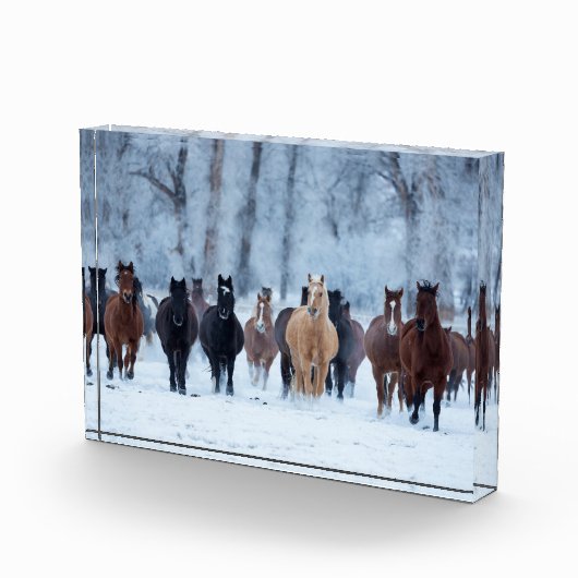 Paarden in de kou fotoblokken (Rechts)