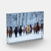 Paarden in de kou fotoblokken (Links)