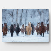 Paarden in de kou fotoplaat (voorkant)