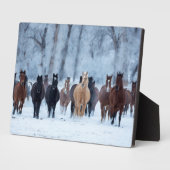 Paarden in de kou fotoplaat (Zijkant)
