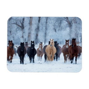 Paarden in de kou magneet