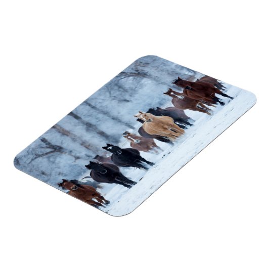 Paarden in de koude magneet (Linkerzijde)