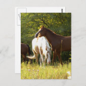 Paarden in de Meadow Briefkaart (Voorkant / Achterkant)