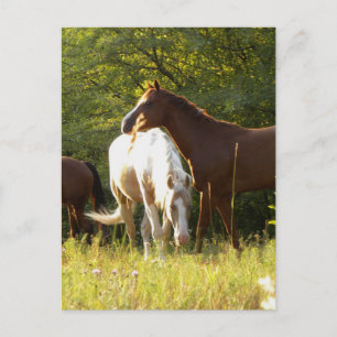 Paarden in de Meadow Briefkaart