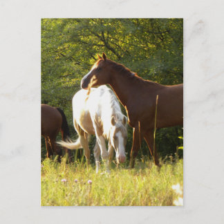 Paarden in de Meadow Briefkaart