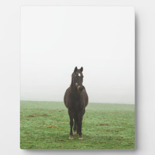Paarden in de mist op een weide fotoplaat