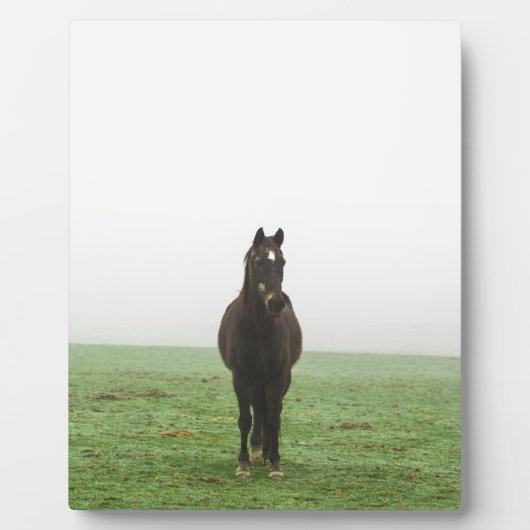 Paarden in de mist op een weide fotoplaat (Voorkant)