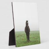 Paarden in de mist op een weide fotoplaat (Zijkant)
