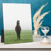 Paarden in de mist op een weide fotoplaat (Zijkant)