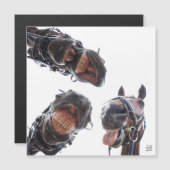 Paarden in de mond gekeken. 3 paarden lachend, hum (Voorkant / Achterkant)