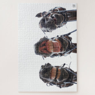 Paarden in de mond gekeken. 3 paarden lachend. legpuzzel