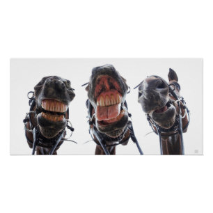 Paarden in de mond gekeken. 3 paarden lachend. perfect poster