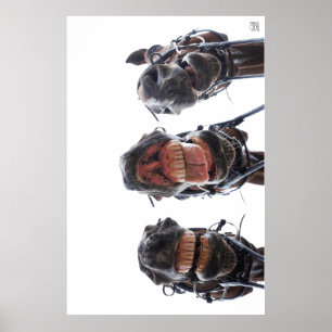 Paarden in de mond gekeken. 3 paarden lachend. poster