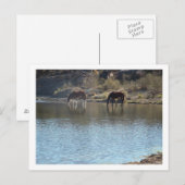 paarden in de rivier briefkaart (Voorkant / Achterkant)